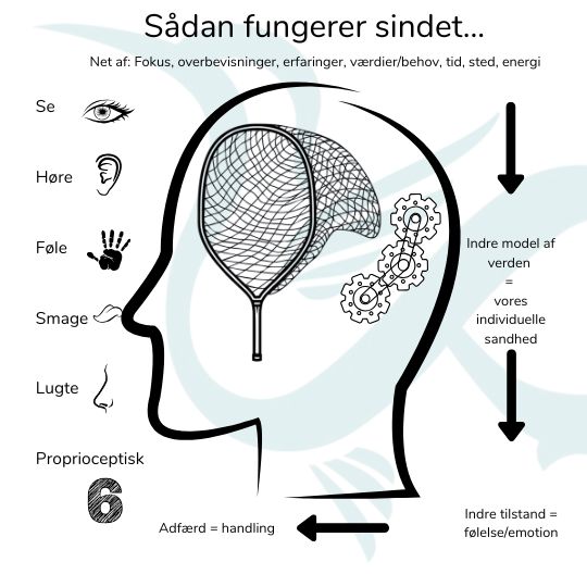 Neuroplasticitet - Sådan fungerer sindet