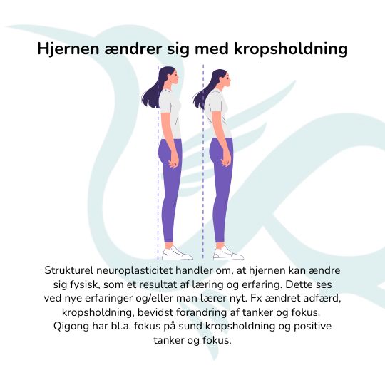 Neuroplasticitet - Hjernen ændrer sig og udvikler sig