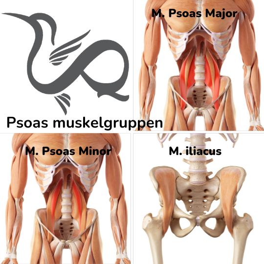 iliopsoas-stress-af-lille